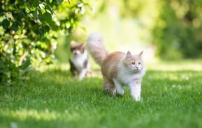 Plantes répulsives de chats: notre top 3 | Ilovemygarden