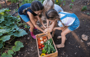 mini fruit and vege