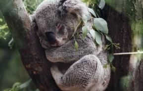 Koala on tree