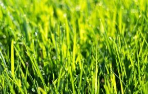 2 day deep cleaning for your lawn