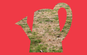 Lawn Repair 