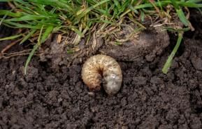 Lawn Grub