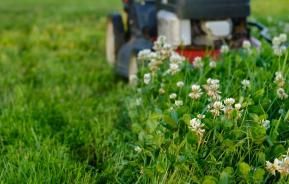 Mastering Lawn Weed Control
