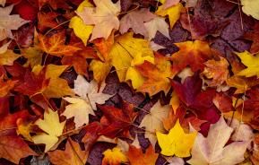 Les couleurs de l'automne