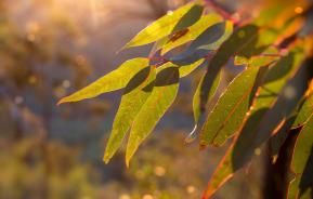 garden sunlight