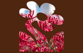5 Best Australian Native Plants To Grow