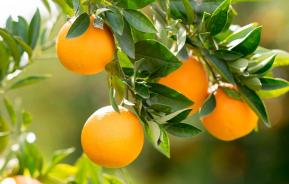 How to grow citrus trees | Love the Garden