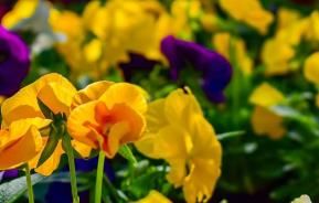 Winter flowers 