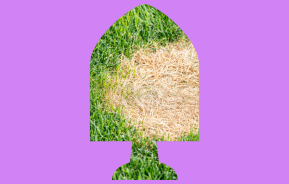 Patchy lawn