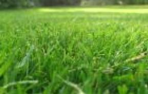 Perfect lawn
