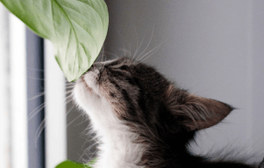 Pet-Friendly Indoor Plants