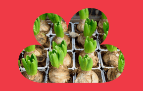 Bulb Planting Guide