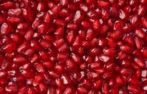 Companion Planting for Fruit & Citrus Trees