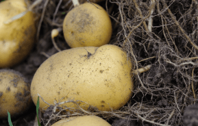 What are the easiest vegetables to grow?