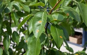 Roest op planten