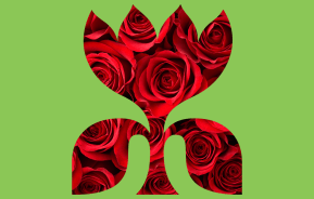 Growing Beautiful Roses at Home