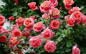 Growing Beautiful Roses at Home