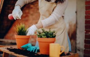 Using potting mix