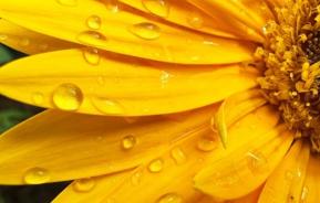 The easiest flowers and vegetables for beginner gardeners