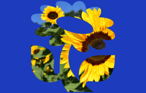 The easiest flowers and vegetables for beginner gardeners