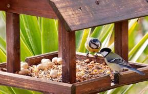 Inviter Les Oiseaux Sur Mon Balcon