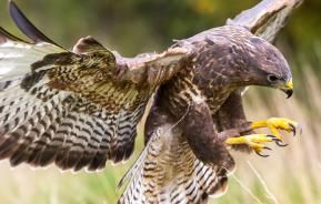 British birds of prey