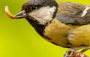 How to attract birds to your garden