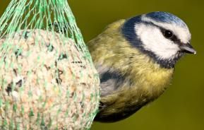 Attirer Les Oiseaux Dans Mon Jardin