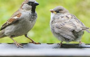 Types of birds