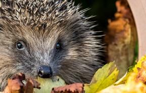 When do hedgehogs hibernate?