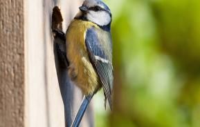 Un nichoir pour oiseaux dans le jardin
