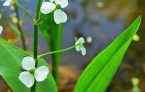 Aquatic plants