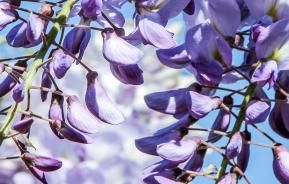 How to prune Wisteria