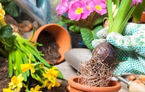 Planting in beds and borders