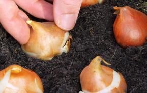 Planting bulbs, corms and tubers