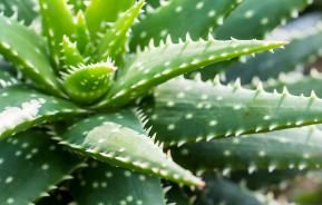 aloe vera pflegen