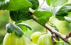 Feeding fruit bushes