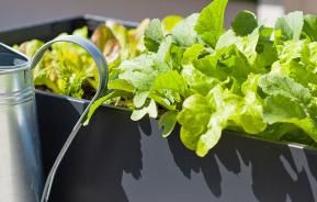 Growing fruit and veg in containers