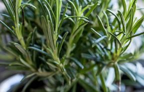 Growing herbs indoors