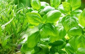 Growing herbs for cooking