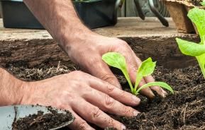 How to create a vegetable garden