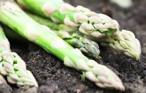 How to grow asparagus