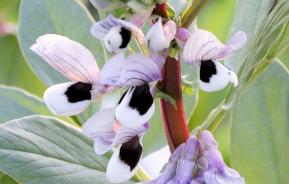 How to grow broad beans