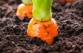 How to grow carrots