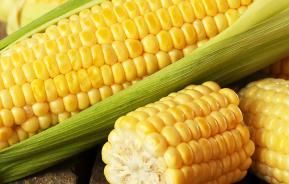 How to grow corn