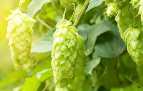 How to grow hops