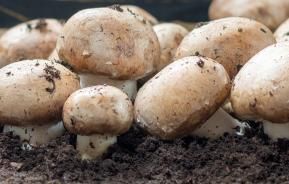 How to grow mushrooms