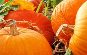 How to grow pumpkins