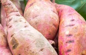How to grow sweet potatoes