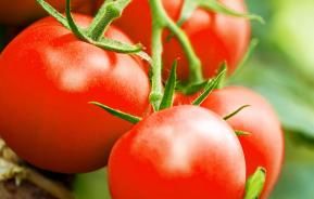  tomate